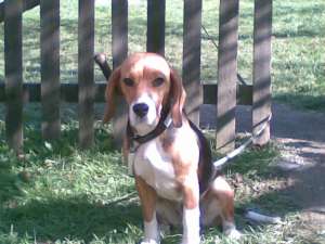 vand beagle (fetita) sau pui.