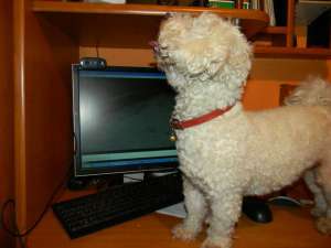 fetita Bichon frize ,  caut baiat