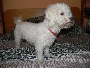 fetita Bichon frize ,  caut baiat