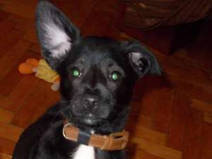Donez catelusa metis ,  maidanez negru cu alb unor persoane iubitoare de animale preferabil la casa 