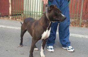 Monta amstaff Curtea de Arges