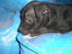 vand catei pui de amstaff