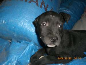 vand catei pui de amstaff