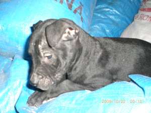 vand catei pui de amstaff