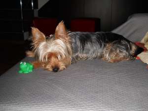 yorkshire-terrier oferit spre monta
