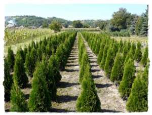 Vand tuia de mai multe feluri
