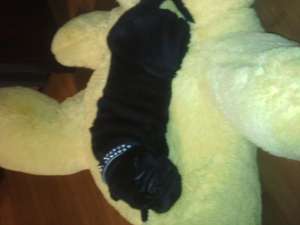 Vand catel Shar-pei