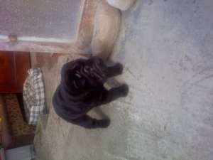 Vand catel Shar-pei