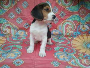Pui Beagle