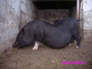 VANZARE PORCI VIETNAMEZI