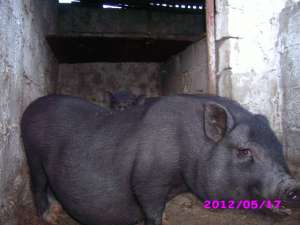 VANZARE PORCI VIETNAMEZI