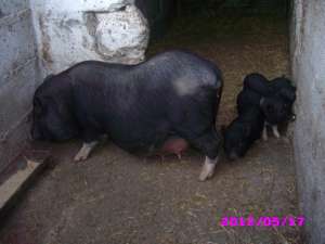 VANZARE PORCI VIETNAMEZI