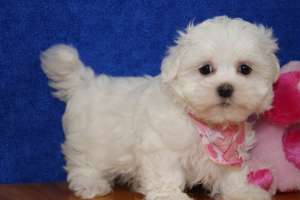 vand bichon maltese toy