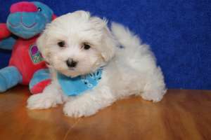 vand bichon maltese toy