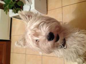 Monta westie