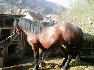 Vand urgen cai