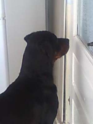 ofer rottwailer  petru monta