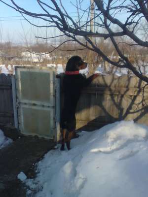ofer rottwailer  petru monta