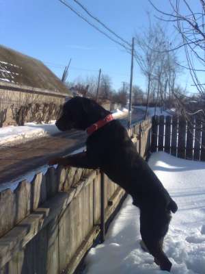 rottwailer petru monta