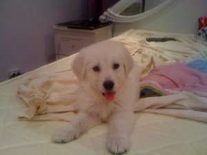 Vand Golden Retriever