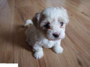 vand bichon havanez