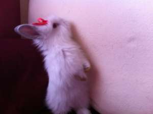 Vand iepiri pitici de angora