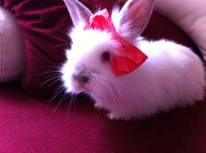 Vand iepiri pitici de angora