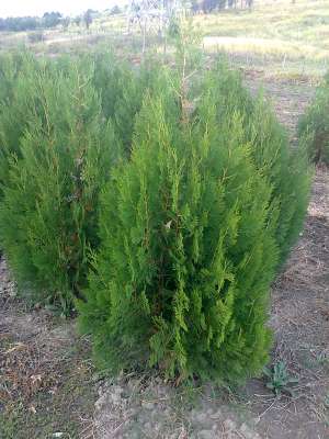 TUIA pentru gard viu sau plantare individuala