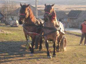 VAND DOUA IEPE
