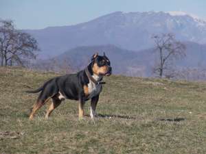 ofer mascul amstaff pt monta