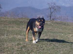 ofer mascul amstaff pt monta