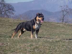 ofer mascul amstaff pt monta