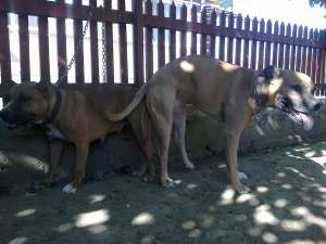 Vand femela Amstaff