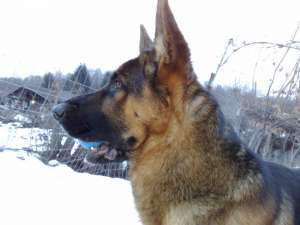 mascul monta ciobanesc german cu pedigree
