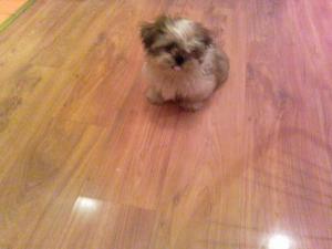 VAND PUI SHI TZU