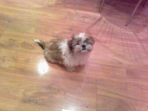 VAND PUI SHI TZU