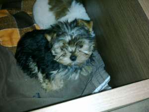 vand pui rasa shih tzu si yorkshire terrier toy