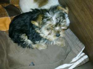 vand pui rasa shih tzu si yorkshire terrier toy