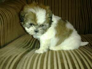 vand pui rasa shih tzu si yorkshire terrier toy