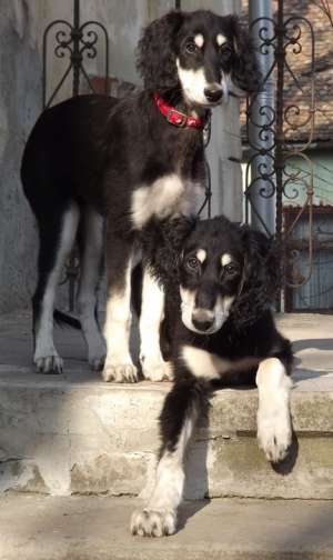Pui de saluki