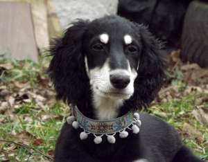 Pui de saluki