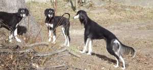Pui de saluki