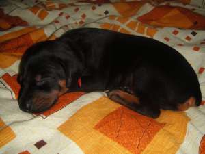 Vand Pui doberman ( 4 masculi+4 femele)