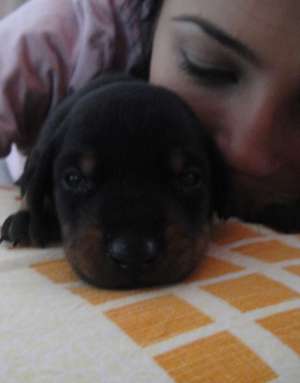 Vand Pui doberman ( 4 masculi+4 femele)
