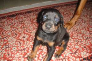Vand Pui doberman ( 4 masculi+4 femele)
