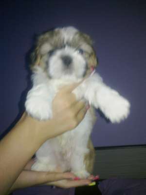 Vand pui shih tzu rasa pura