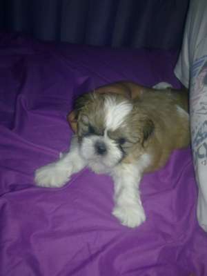 Vand pui shih tzu rasa pura