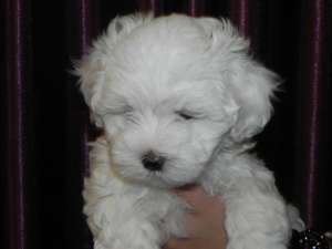 Vand BICHON MALTEZ MASCUL