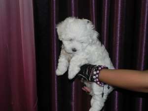 Vand BICHON MALTEZ MASCUL