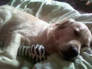 Caut femela golden retriever pentru monta